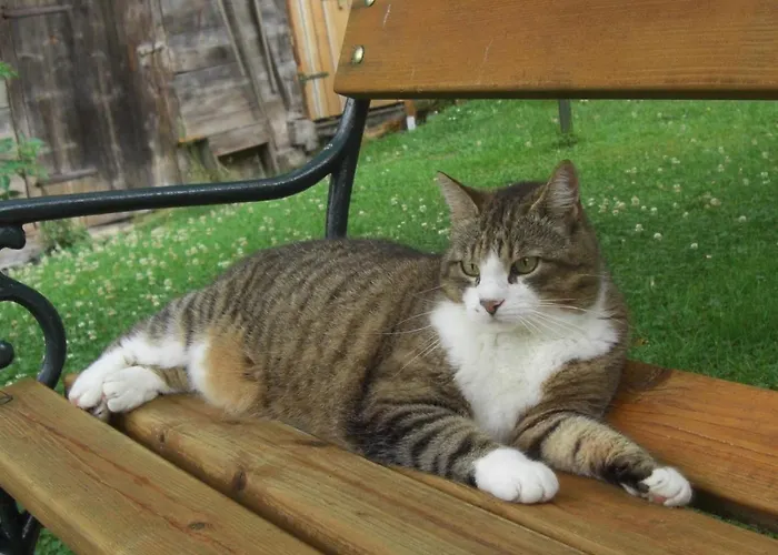 Lange Apartman Göstling an der Ybbs